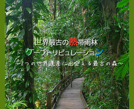 世界最古の熱帯雨林・ケープトリビュレーション