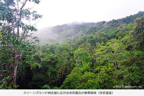 クイーンズランド州北部に広がる世界最古の熱帯雨林（世界遺産）