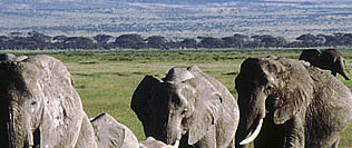 野生の王国　サファリ in ケニア